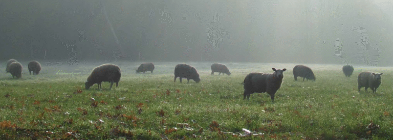 Ontwerp (zorg)boerderijtuin