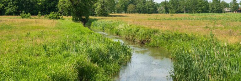 Ontwerp Koplopersbos